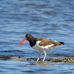 American Oystercatcher