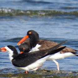 Black skimmer and American oystercatchers