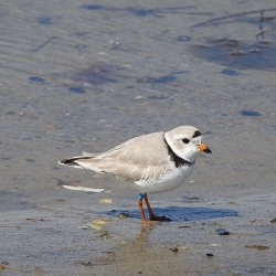 Piping plover Flagged  H3J