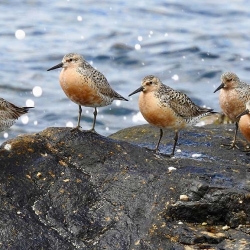 Red Knot