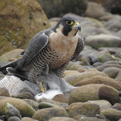 Peregrine_2_JMS